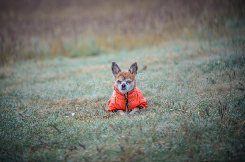 Petit chien de chiwawa appréciant le coucher du soleil d'or dans l'herbe Il regarde à l'appareil-photo sur le champ coloré photographie stock Petit chien de chiwawa appréciant le coucher du soleil d'or dans l'herbe Il regarde à l'appareil-photo sur le champ coloré photographie stock