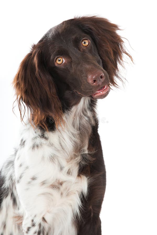 Propriétaire De Chien Drôle Commencer À Parler De Chiens Sweat à