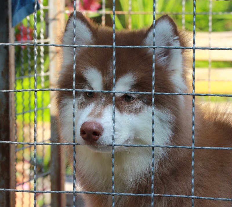 Petit chien de traîneau d'Alaska photos stock