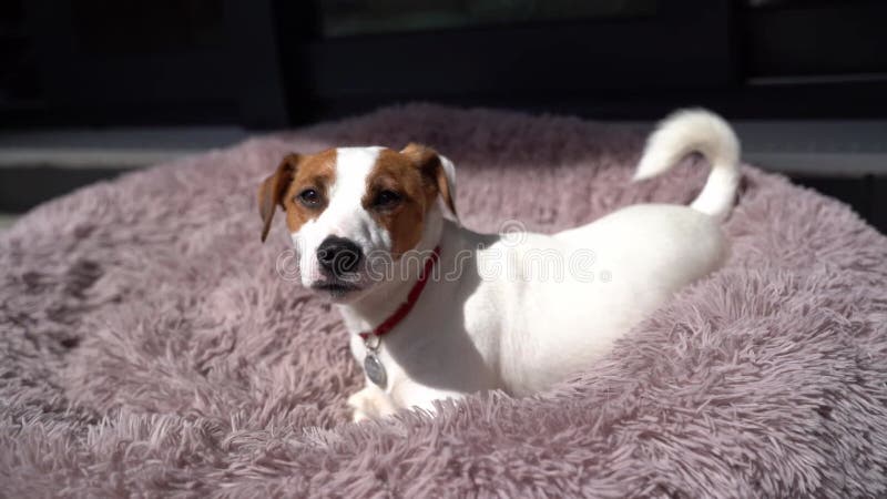 Petit chien jack russell terrier allongé se relaxant dans un lit d'animal mauve moelleux. clips vidéos