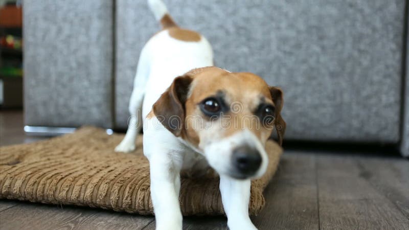 Petit chien mignon se trouvant sur le lit apr? s s'? tre? tir? et parti Enregistrement vid? o banque de vidéos
