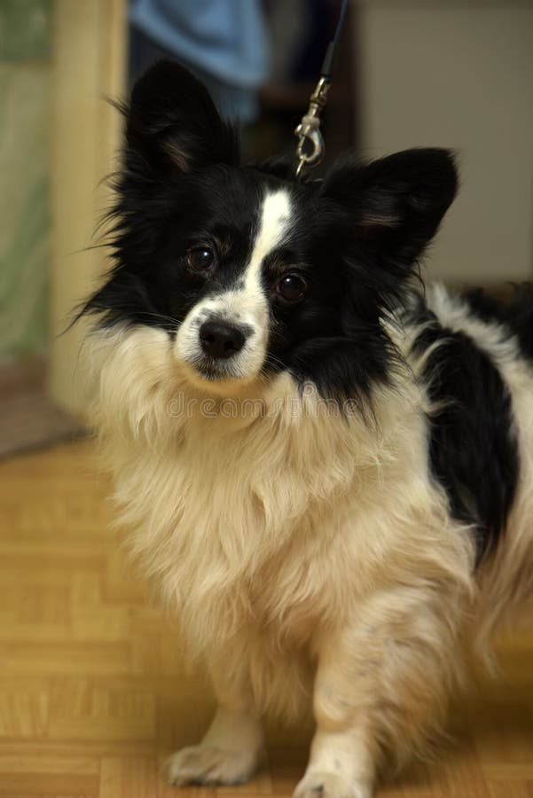 Petit chien noir et blanc image stock. Image du regarder - 48718719
