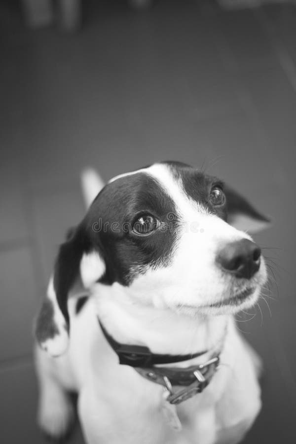 Petit chien noir et blanc photo stock. Image du camaïeu - 49418500