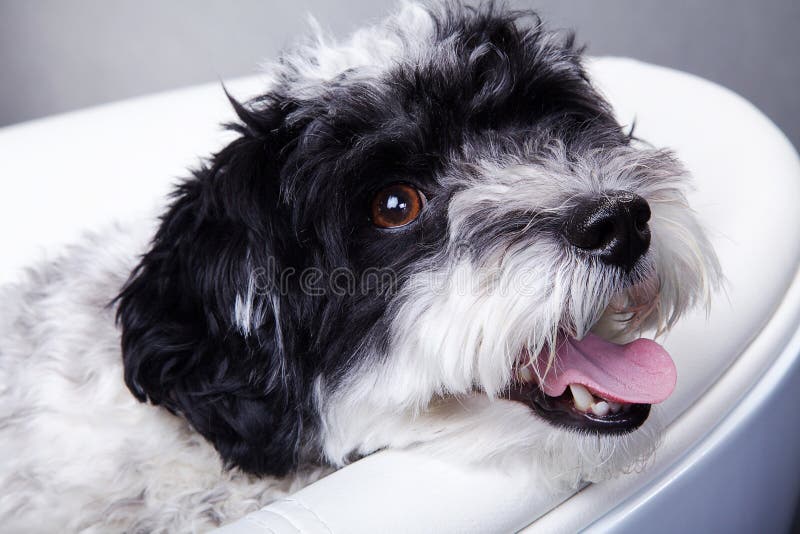 Petit Chien Noir Et Blanc Dans La Chaise Photo stock - Image du bandeau