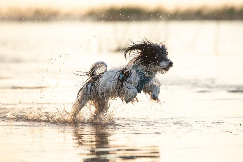 A little black and white furry dog running around in shallow waters during a summer afternoon. Tartu, Estonia. A little black and white furry dog running around in shallow waters during a summer afternoon. Tartu, Estonia.