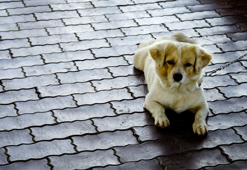 Petit chien s'étendant sur le plancher photo stock Petit chien s'étendant sur le plancher photo stock