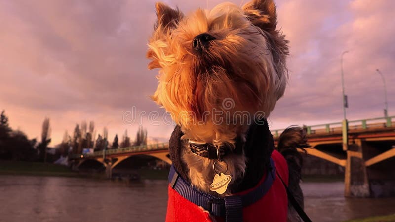 Petit chien shaggy yorkshire terrier. mignon chien en vent chic canine chiot chien clips vidéos