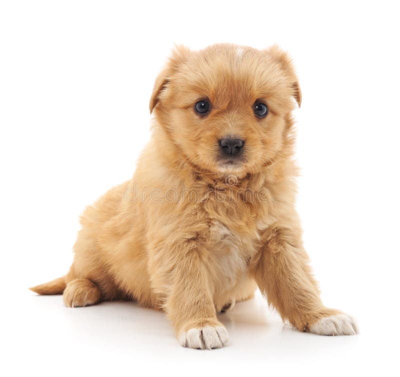Petit chiot images stock Petit chiot images stock