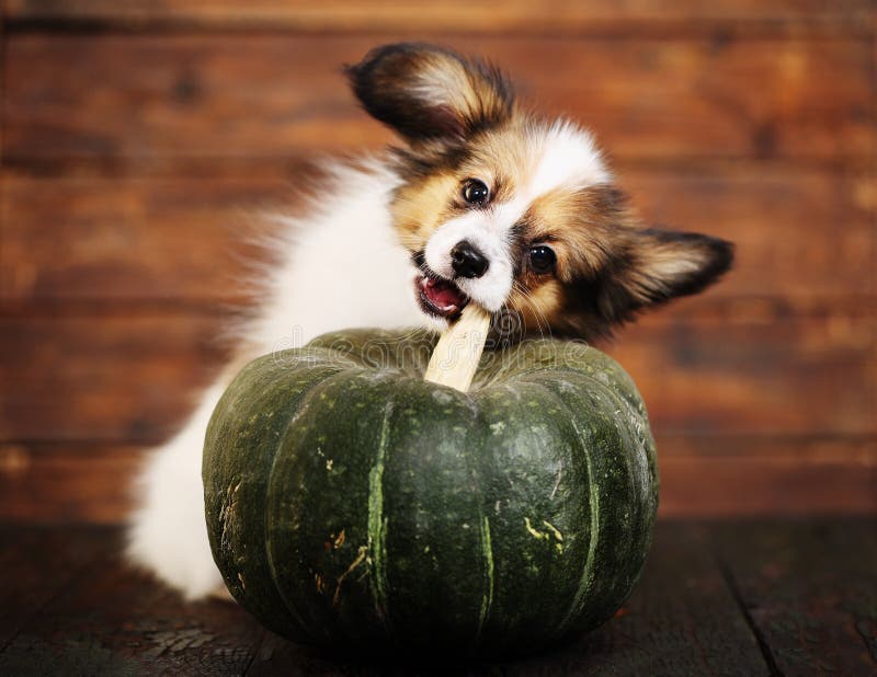 Download Petit Chiot Avec Le Potiron Photo stock - Image du chéri, animal: 77150276