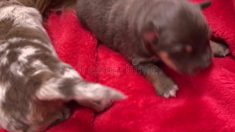 Petit chiot brun est allongé sur une couverture rouge avec deux autres chiots banque de vidéos