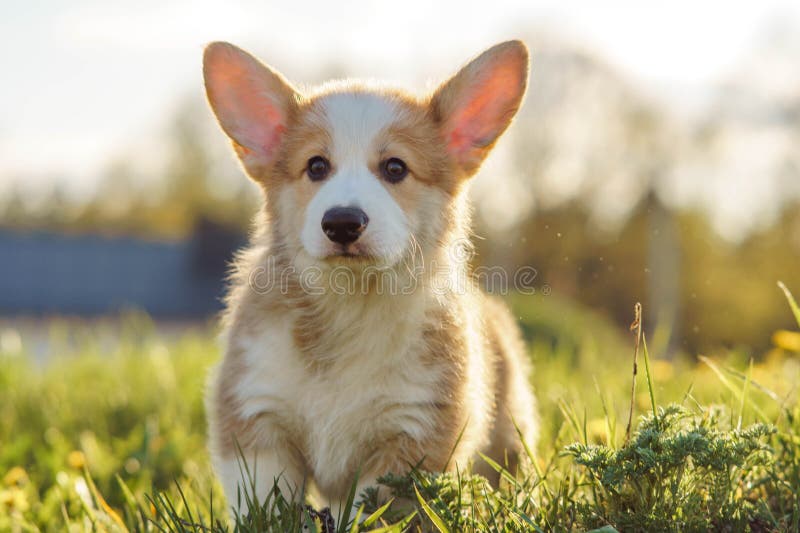 Gorgeous short Pembroke Welsh Corgi puppy standing on green lawn and looking forward. Doggy with red and white coat find something interesting when walked outdoor on sunny weather. Gorgeous short Pembroke Welsh Corgi puppy standing on green lawn and looking forward. Doggy with red and white coat find something interesting when walked outdoor on sunny weather.