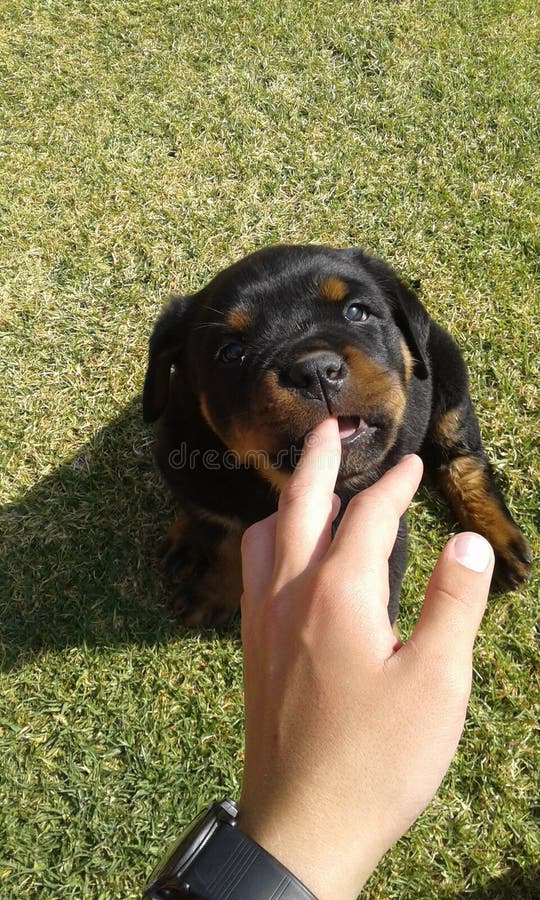 Un Petit Chiot De Rottweiler Chiot Petit Chien Futur Defenseur Animal Familier Ami Compagnon Protecteur Photo Stock Image Du Defenseur Avenir