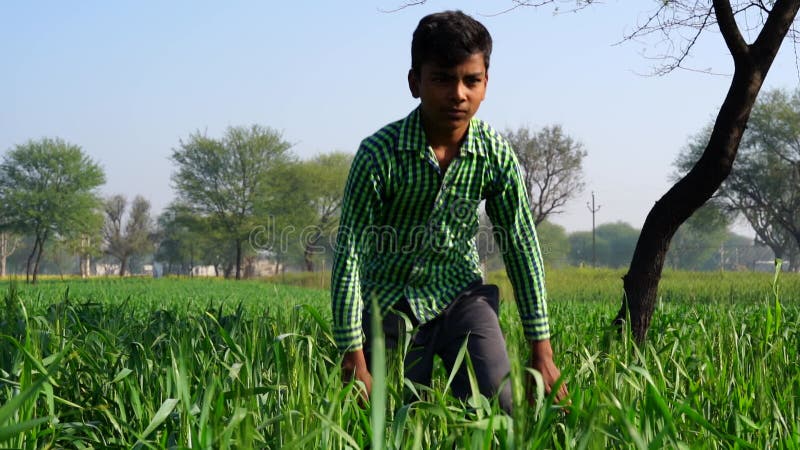Petit enfant indien dans le champ de triticale ou de seigle. beau paysage de la nature verte et le closeuse enfant