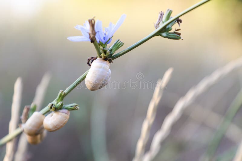 Petit escargot se reposant sur l'herbe photos stock Petit escargot se reposant sur l'herbe photos stock
