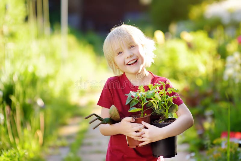 Petit gar?on tenant la jeune plante dans des pots en plastique sur le jardin domestique au jour ensoleill? d'?t? image libre de droits Petit gar?on tenant la jeune plante dans des pots en plastique sur le jardin domestique au jour ensoleill? d'?t? image libre de droits