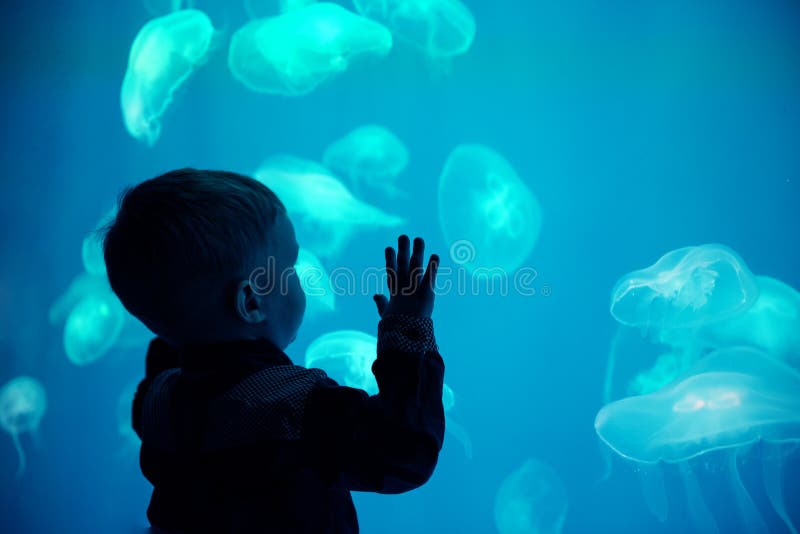Petit garçon, enfant regardant des méduses nager dans l'aquarium intérieur Enfant au zoo aquarium images stock Petit garçon, enfant regardant des méduses nager dans l'aquarium intérieur Enfant au zoo aquarium images stock