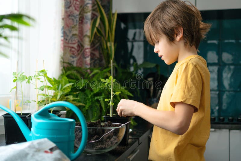 Petit garçon plantant des semis à la maison. un enfant indépendant s'occupe d'un passe-temps avec des plantes en pot. concept de d