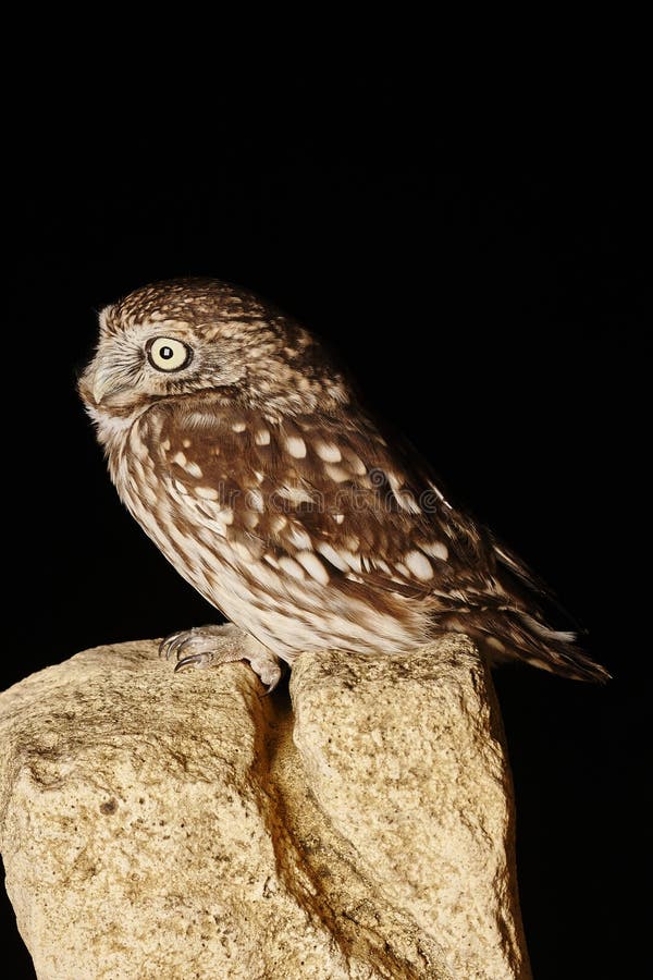Petit hibou photos stock Petit hibou photos stock
