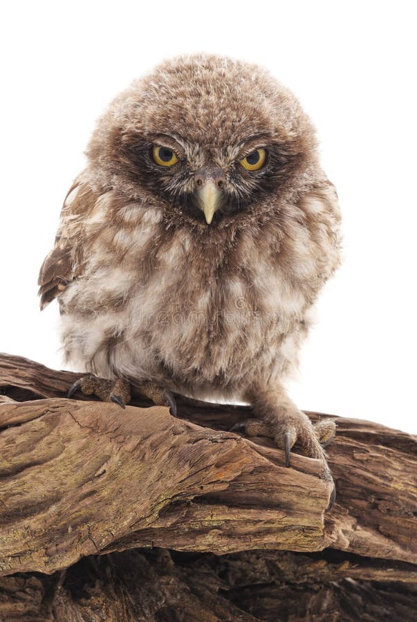 Petit hibou sur un arbre image libre de droits Petit hibou sur un arbre image libre de droits