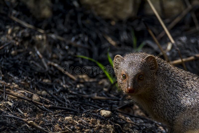 Petit javanicus asiatique de mangouste ou de Herpestes photographie stock Petit javanicus asiatique de mangouste ou de Herpestes photographie stock