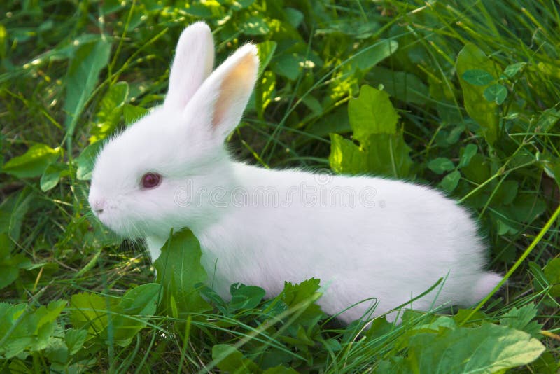 Petit lapin blanc photographie stock