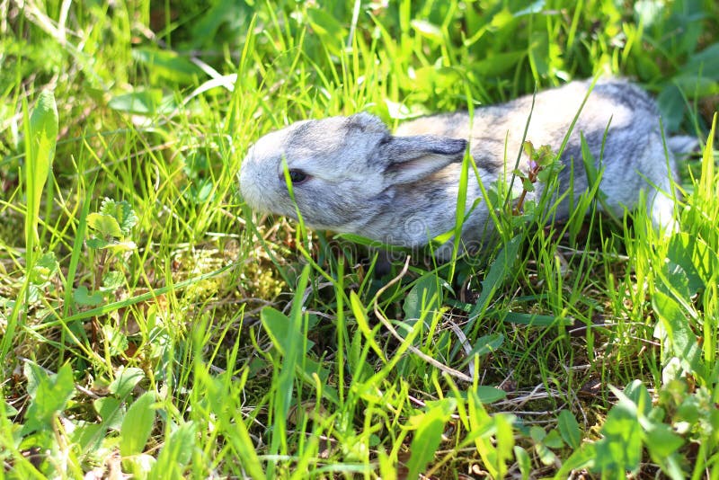 Petit lapin gris dans l'herbe photographie stock Petit lapin gris dans l'herbe photographie stock