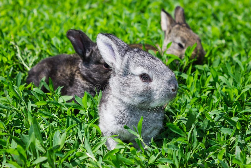 Lapin Sur La Pelouse Bien Exposée Dans Le Jardin Image stock