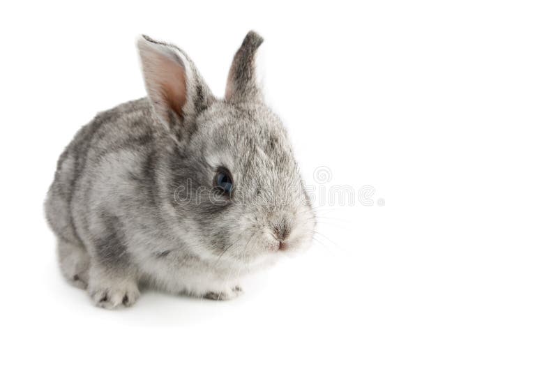 Petit Lapin Mignon De Bebe Sur Le Fond Blanc D Isolement Photo Stock Image Du Mignon Enfant Petit Lapin Mignon De Bebe Sur Le Fond Blanc D Isolement Photo Stock Image Du Mignon Enfant