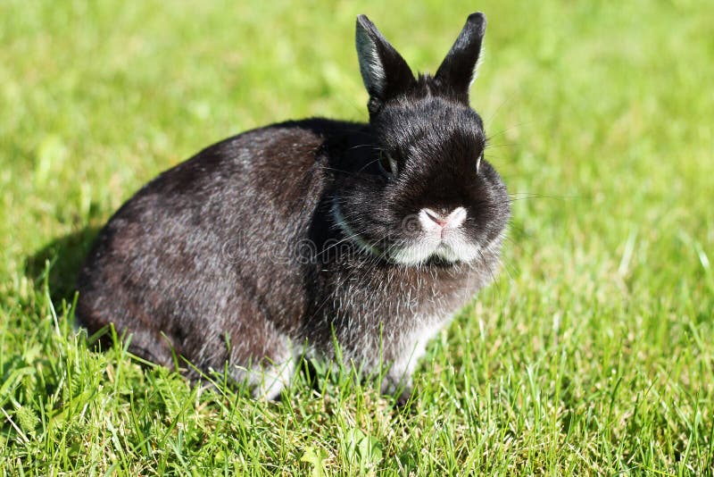 Photo de stock Le lapin noir sur l'herbe verte 2357973633