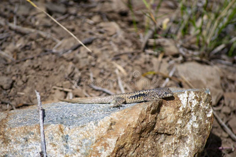 Petit lézard sur la pierre photos stock Petit lézard sur la pierre photos stock