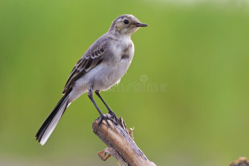 Petit Oiseau Gris Avec Un Fond Vert Image Stock Image Du