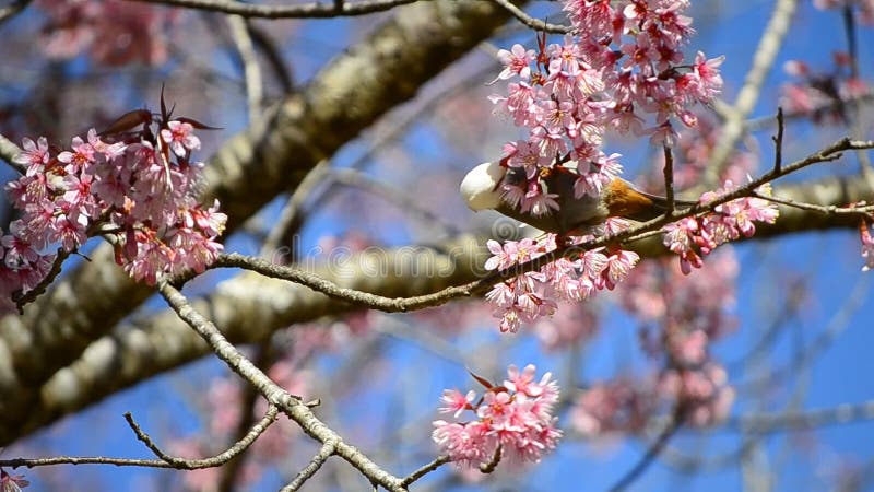 Petit oiseau mignon mangeant du nectar de l'arbre de fleurs de cerisier