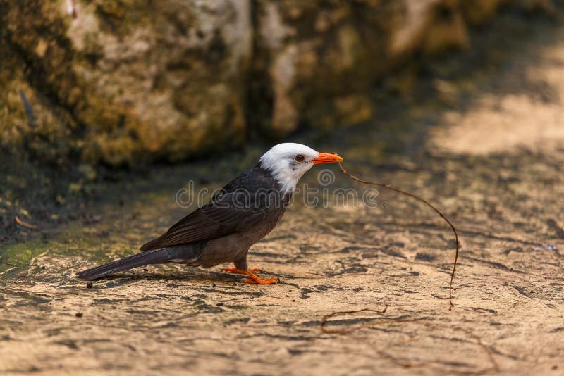 Petit Oiseau Noir Et Blanc Image Stock Image Du Florida