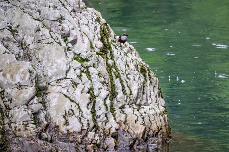 Images Petit Oiseau Noir Et Blanc Sur La Pierre