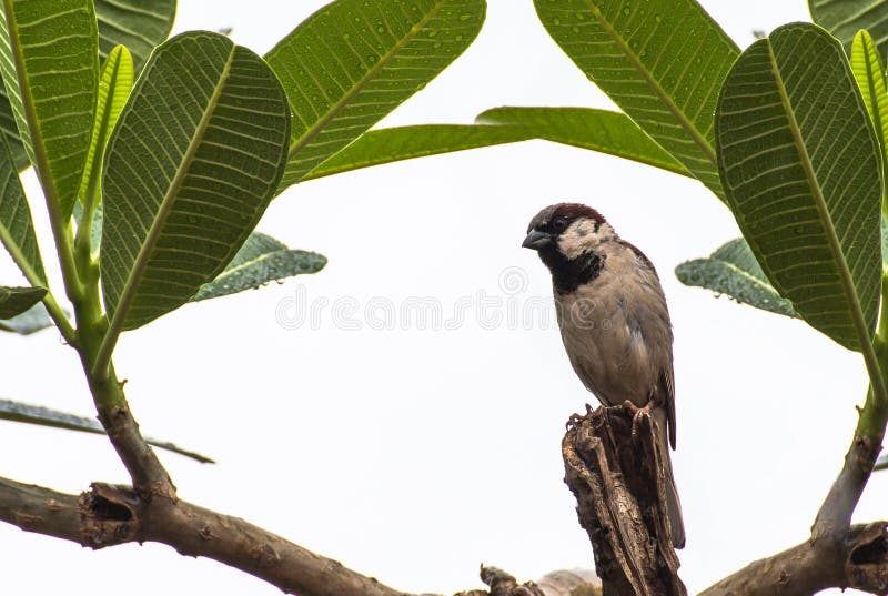 Petit oiseau sur l'arbre photo stock Petit oiseau sur l'arbre photo stock