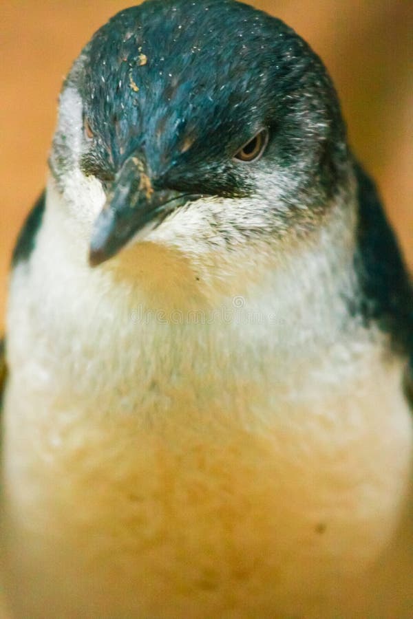 Petit pingouin australien images stock Petit pingouin australien images stock