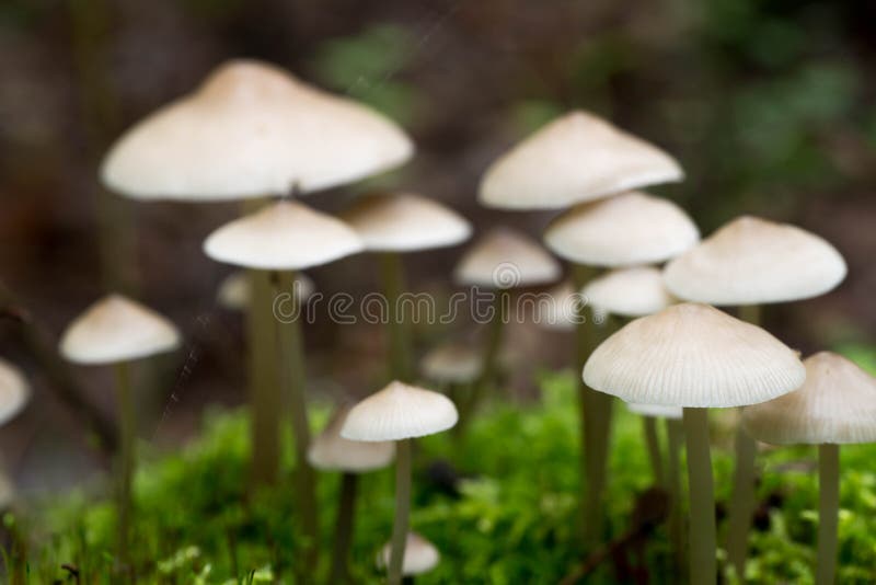 Small white saprotrophic mushrooms closeup in moss. Small white saprotrophic mushrooms closeup in moss