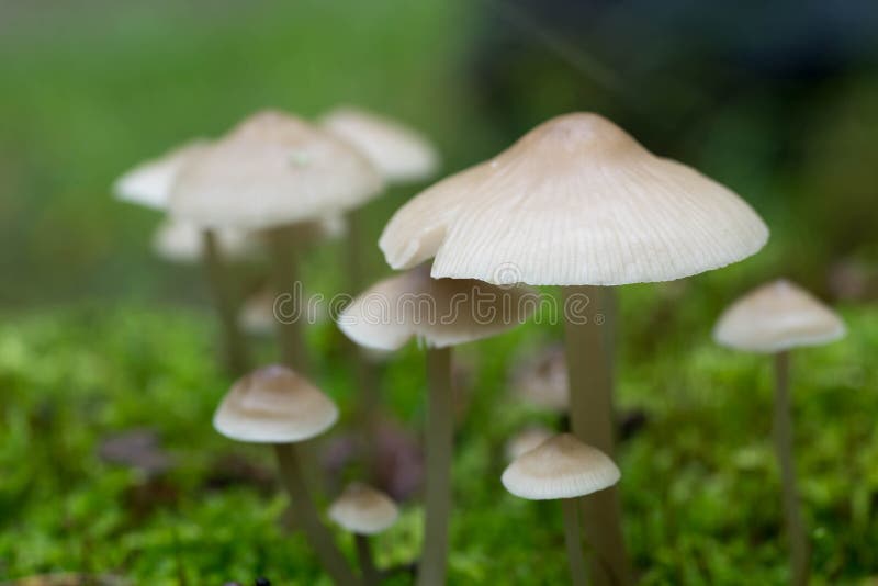 Small white saprotrophic mushrooms closeup in moss. Small white saprotrophic mushrooms closeup in moss