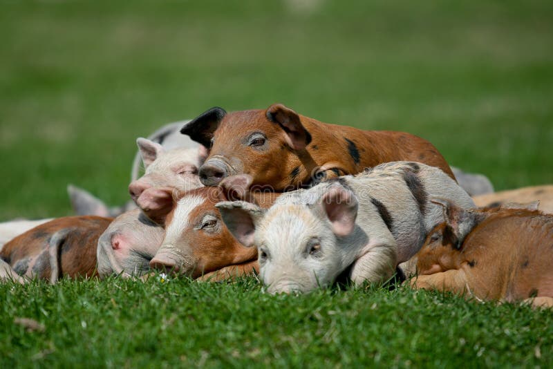 Petit porc photo libre de droits Petit porc photo libre de droits