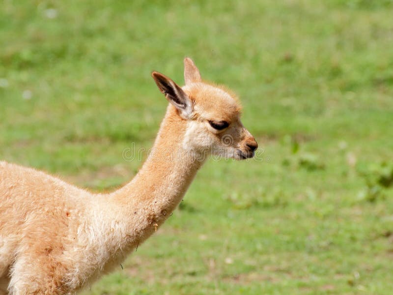 Petit portrait de côté de bébé de lama image stock Petit portrait de côté de bébé de lama image stock