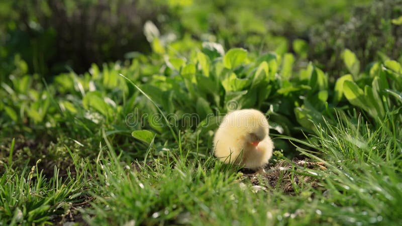 Petit poulet jaune marchant sur l'herbe verte bougeant têtes et picorant l'herbe