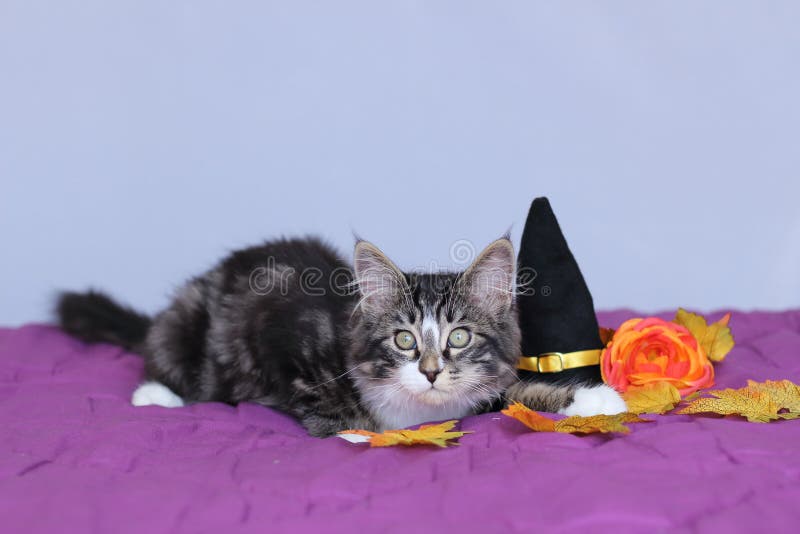 Petit ragondin du Maine de chaton se couchant à côté d'un chapeau de sorcière et d'une fleur orange pour la partie de Halloween photos libres de droits Petit ragondin du Maine de chaton se couchant à côté d'un chapeau de sorcière et d'une fleur orange pour la partie de Halloween photos libres de droits