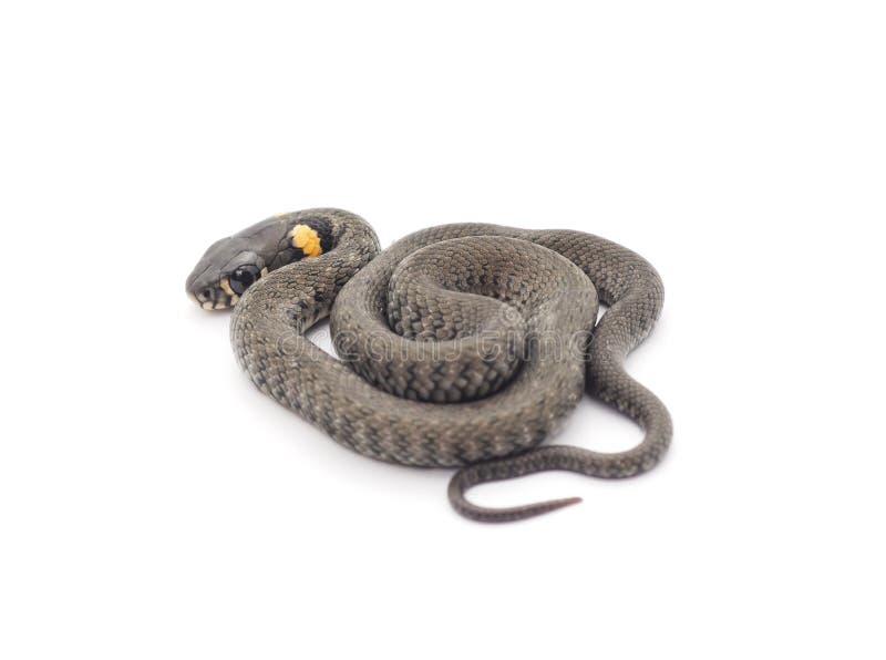 Petit reptile photo libre de droits Petit reptile photo libre de droits