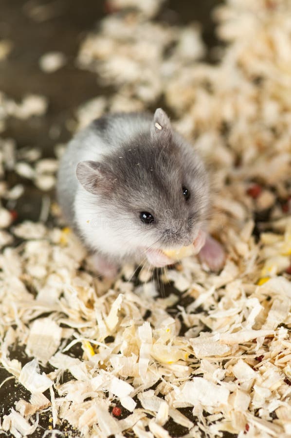 A closeup of cute little hamster enjoying its' corn. A closeup of cute little hamster enjoying its' corn