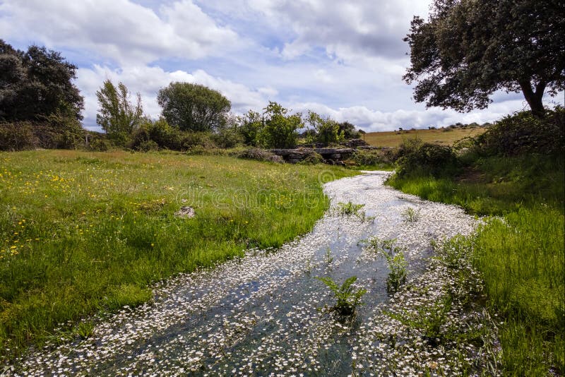 Petit Ruisseau Avec Des Fleurs Blanches Dans Le Champ De Printemps Avec  L'herbe Verte Et Le Ciel Bleu Photo stock - Image du rural, bleu: 218947244