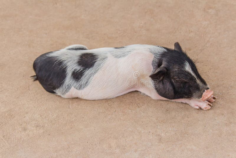 Petit sommeil mignon de porc photo stock Petit sommeil mignon de porc photo stock
