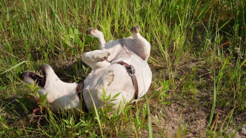Petit terrier mignon appréciant actif de Russell de vérin de chien de la vie heureuse tombant dans l'herbe. clips vidéos