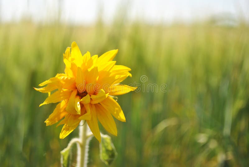Petit tournesol jaune, fond mou de champ de blé images libres de droits Petit tournesol jaune, fond mou de champ de blé images libres de droits