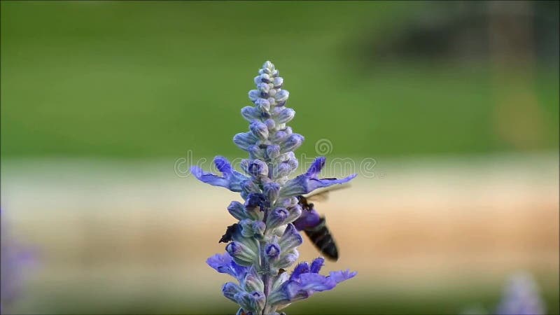 Petite abeille rassemblant le nectar de la belle fleur pourpre de floraison de lavande banque de vidéos
