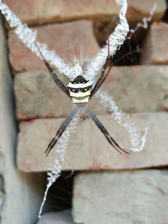Petite araignée l je suis très impressionné de prendre un foto mon fone